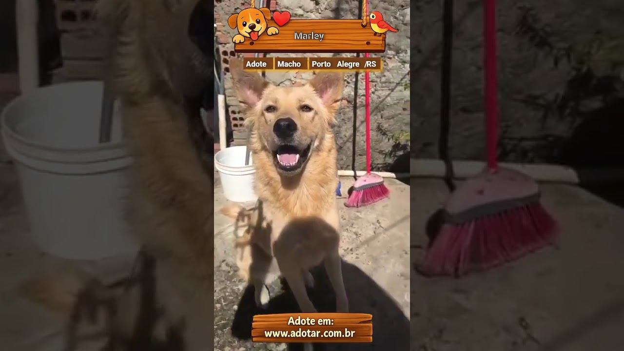 Cachorro raça SRD-ViraLata idade 1 ano nome Marley 