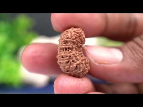 Rudraksha Product Image