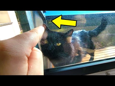 Joob makes a "friend" on her catio
