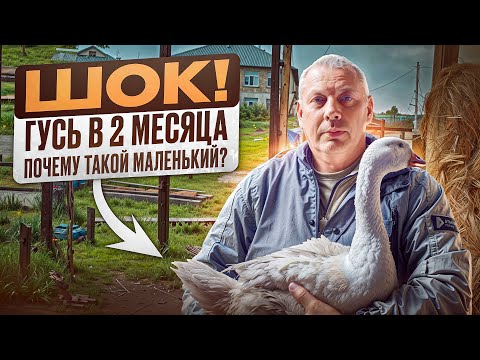 ШОК! Гусь в 2 месяца — меньше, чем в прошлые годы. Что буду делать?😱💥 #МоеПодворье