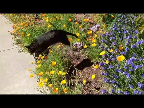 Garden tour 1May16