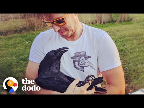 This Raven is In Love With the Human Who Saved Him