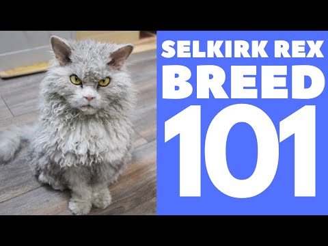 Selkirk Rex Cat 101 : Breed & Personality