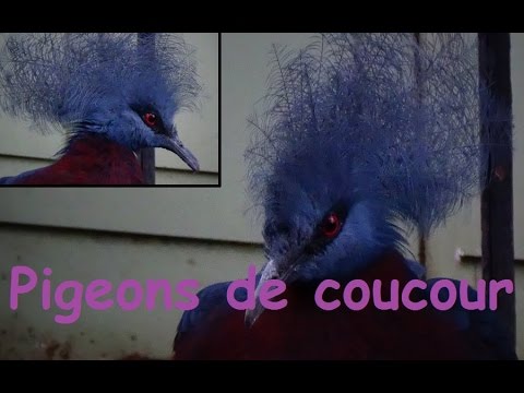 Goura scheepmakeri Paris zoo