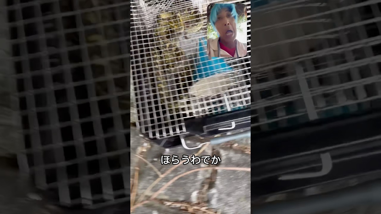 #ガードマン #沖縄 #ハブ