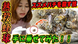 スズメバチを殺す必殺技！熱殺蜂球を手に乗せてみた！！