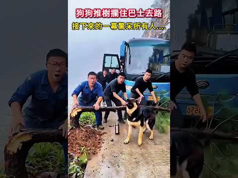 狗狗推樹攔住巴士去路，接下來的一幕驚呆所有人....
