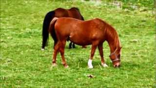 preview picture of video 'Pferde in der Feldmark bei Hörden'