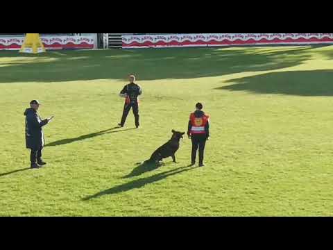 Yumbone's Abitabove WUSV 2021 Lerma