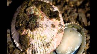 Ka `Opihi O Kanapou - Keali`i Reichel