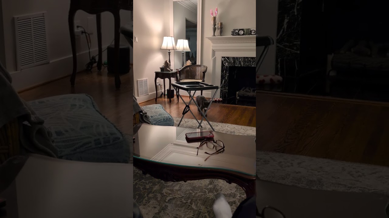 Enlarge Luna- Dog like Cuddler, a ADOPTABLE mixed breed in Arlington, VA video 6/6