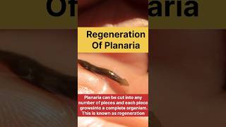 regeneration of planaria real life | how do organisms reproduce class 10 biology #learn #class10