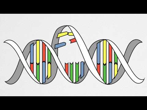YouTube video about: Which types of light are not absorbed by genetic material?