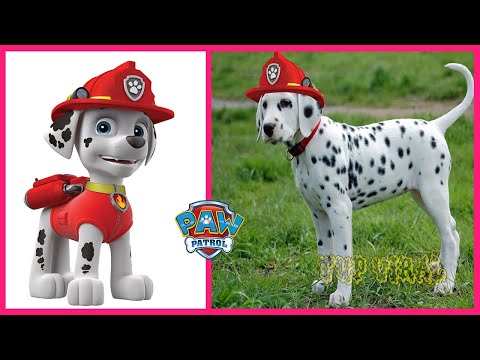 PAW PATROL Characters That Exist In Real Life 👉