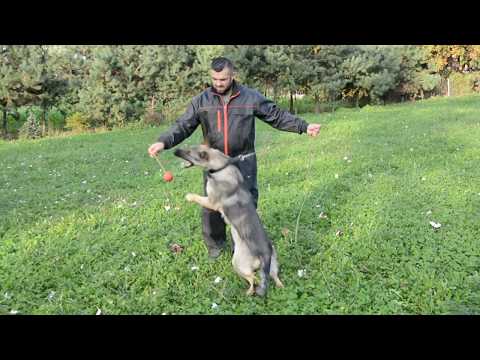 Desperado K9 -  Extreme Orex Aykmar -Daughter