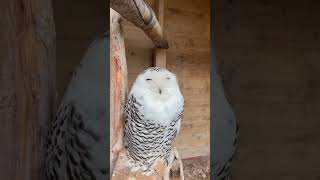#funny #kpop #shorts #short #memes #edit #birds