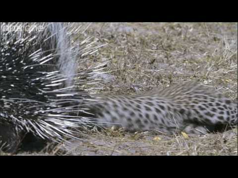 HD: Leopard Vs Porcupine - Nature's Great Events: The Great Flood - BBC One