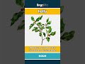 holly (noun) - definition and usage in English