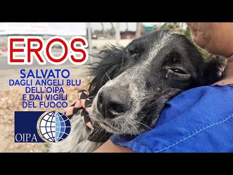 EROS SOCCORSO DAGLI ANGELI BLU DELL'OIPA E DAI VIGILI DEL FUOCO