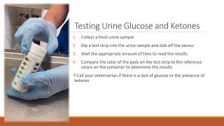 Testing Urine Glucose and Ketones