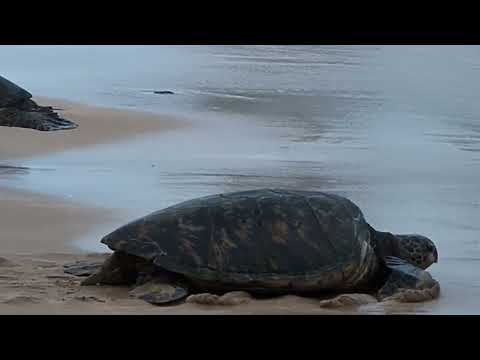 Poipu Cliffs and Mahaulepu Heritage trail run