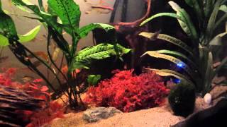 Download lagu Fluval roma 200 tropical fish tank mp3