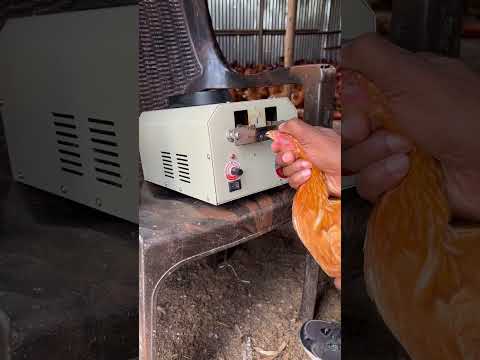 Trimming the beaks of the Golden mishri  chicken