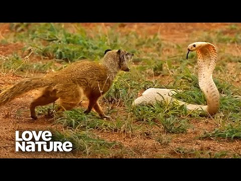 Cobra VS Mongoose | Love Nature