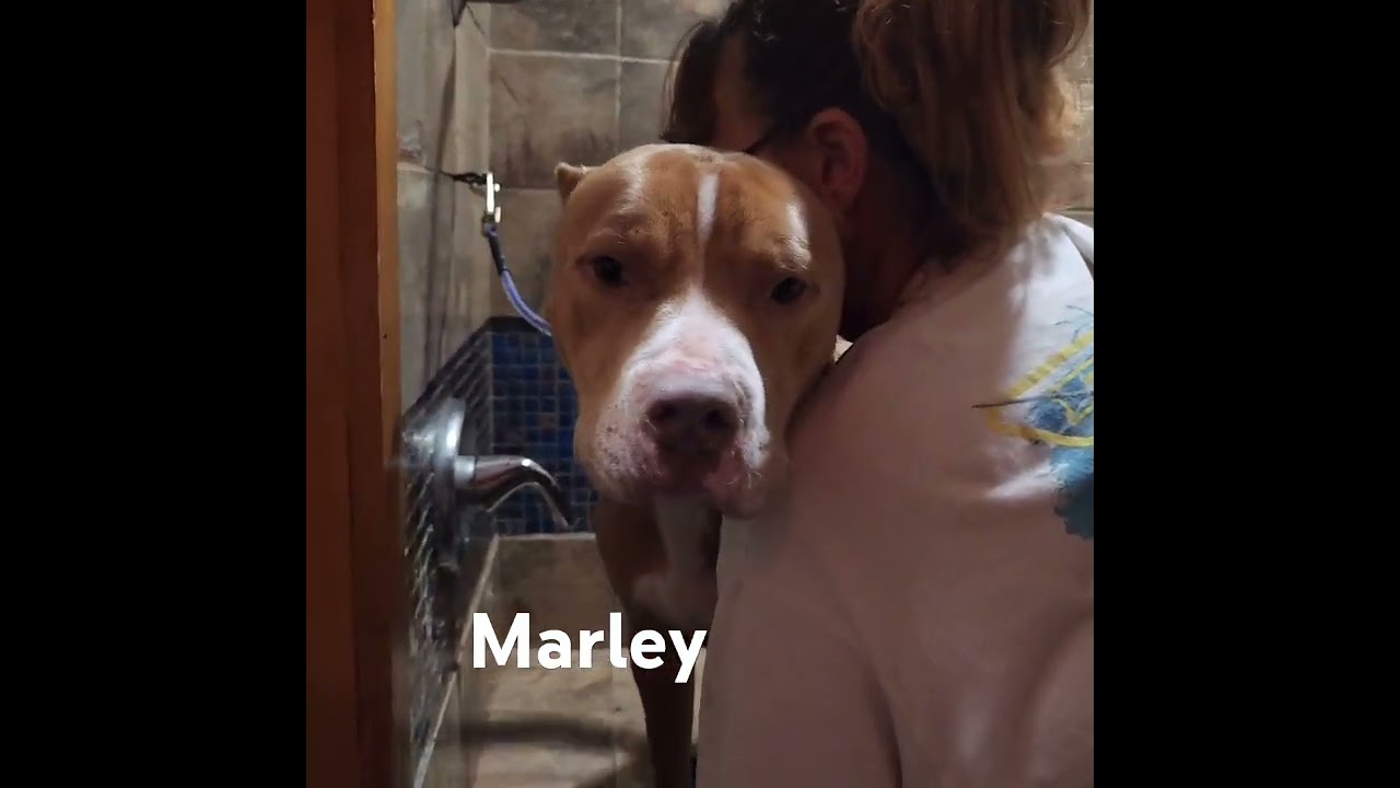 Enlarge Marley (Tigger), a Adoptable Mixed Breed in Glenfield, NY video 6/6