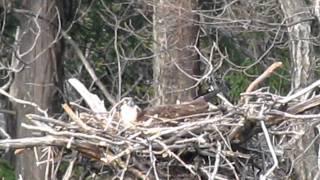 preview picture of video 'A fish hawk broods its eggs on the nest.'