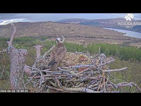 Dorcha the Loch Arkaig Osprey flies off into the distance with the very late first fish 25 Apr 2024