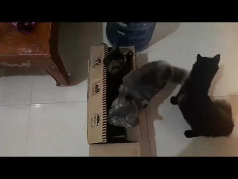 Cats play hide and seek