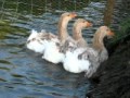 BUFF SEBASTOPOL GEESE AND WHITE CURLY BREASTED FROM CHESHIRE POULTRY UK