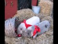 Bob Rivers - It's The Most Fattening Time Of The Year