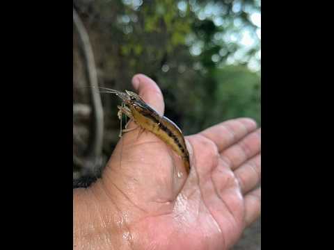 Encontramos Chacalin En El Rio De Santa Maria, Usulutan #elsalvador