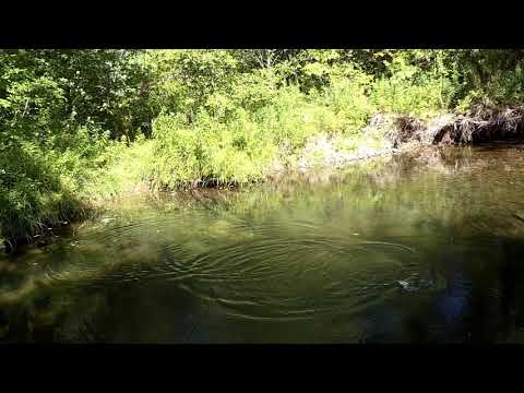 Nova Scotia Summer Brook Trout on the Fly. Super Clear Water