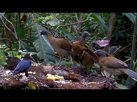 Chestnut-headed Oropendola Claims A Spot Amidst A Platform Of Gray-headed Chachalacas – Feb 15, 2020