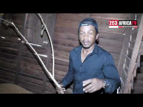 CHAWA Catches a COBRA in Africa- MyAfrikaMagazine.com