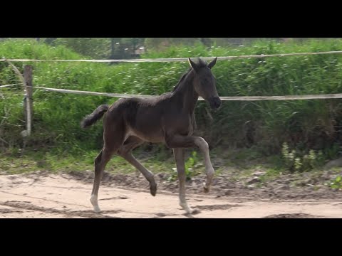 *2021 Stute von Despacito - Fürst Wilhelm SOLD!!!