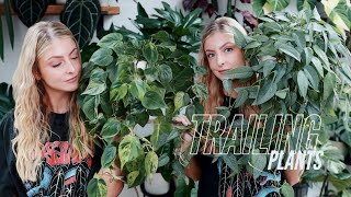 My Trailing Houseplants! | The good, the bad, the ugly!