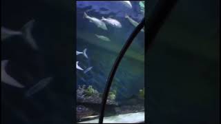 Download lagu Dunia bawah laut indah nya di seaworld ancol fieldtrip SDIT Arroyan #seaworld #ancol #ikan mp3 Download lagu Dunia bawah laut indah nya di seaworld ancol fieldtrip SDIT Arroyan #seaworld #ancol #ikan mp3