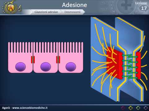 Citologia 17 - Adesione