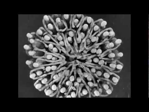 By a waterfall / Près de la cascade ( Footlight Parade / Prologues) - 1934