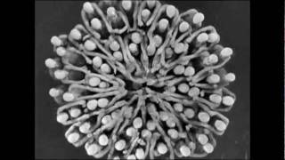 By a waterfall / Près de la cascade ( Footlight Parade / Prologues) - 1934