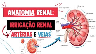 Artérias e Veias do Rim (Irrigação Renal) │ Anatomia Resumida