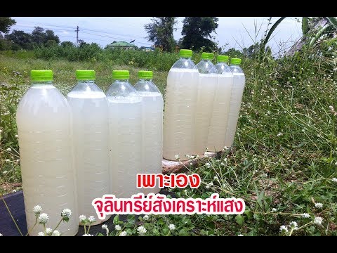 โรคสะเก็ดเงินบนข้อศอกของเด็ก กลากในเด็ก 1 เดือน