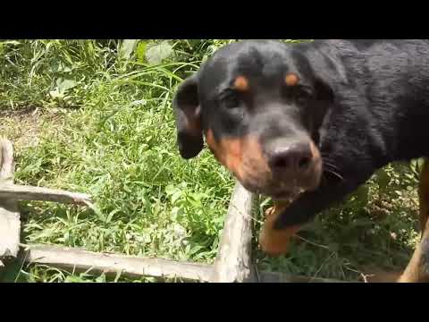 Rotwillar dog for sail in low prisc pavaratty phone number 9605318321 Denson