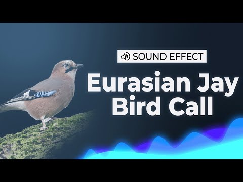 Eurasian Jay Bird Call Sound Effect | SFX