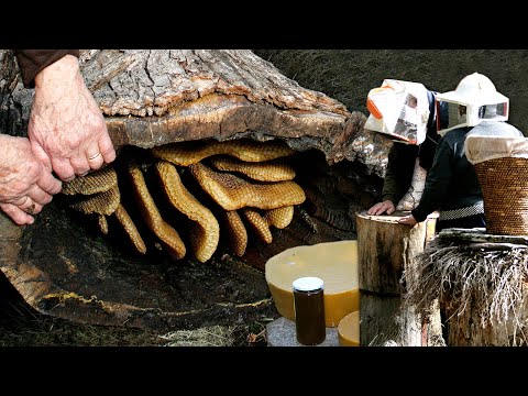 , title : 'MIEL y CERA de colmenas centenarias. Obtención artesanal en los troncos de los árboles | Documental'