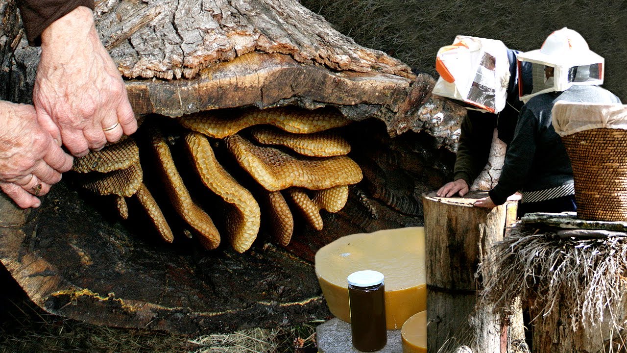 MIEL y CERA de colmenas centenarias. Obtención artesanal en los troncos de los árboles | Documental